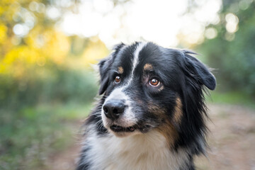 Portrait of a beautiful australian shepherd