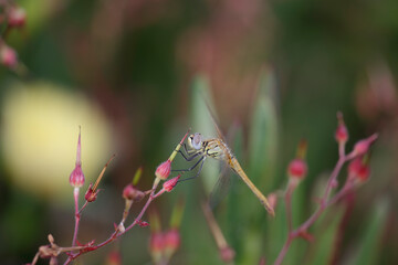 Dragon fly on red flowers