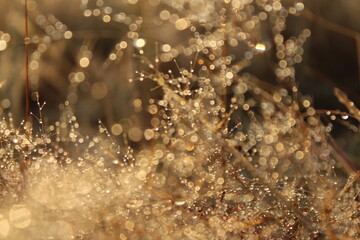 He who gives you many dreams is a great master, and the foggy weather is such a master