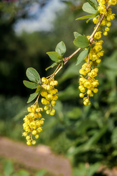 European Barberry (Berberis Vulgaris) In Garden