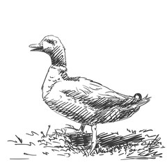 duck