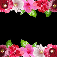 Beautiful flower frame made of hibiscus, Chinese rose and mallow. Isolated