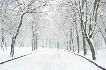 Fototapeta na wymiar snowfall in a park