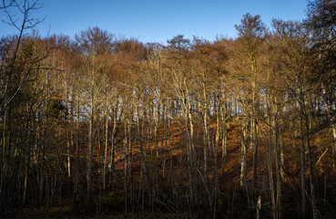 An autumn forest adorn in golden colors. Picture from the Fyle valley, Scania county, Sweden