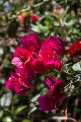 Paper Flower (Bougainvillea glabra) in garden, Los Angeles, California, USA
