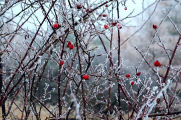 First frosts. Rosehip bushes with red berries covered with frost