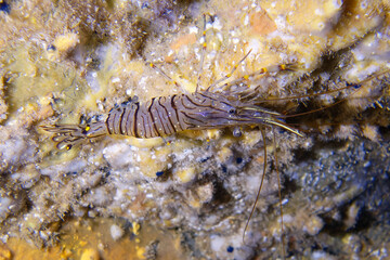 Obraz na płótnie Canvas Common prawn or Glass prawn (Palaemon serratus) in Mediterranean Sea
