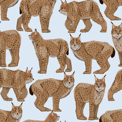 Seamless pattern with realistic Eurasian lynx with different poses. Eurasian lynx or Lynx lynx. Big wild cats. Animals of Europe, Asia and America. Vector illustration