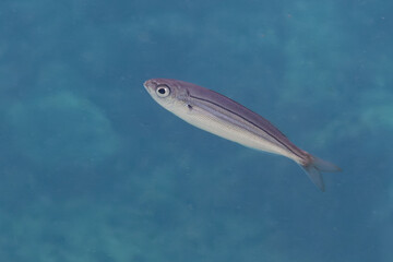 Juvenile Bogue (Boops boops) in Mediterranean Sea