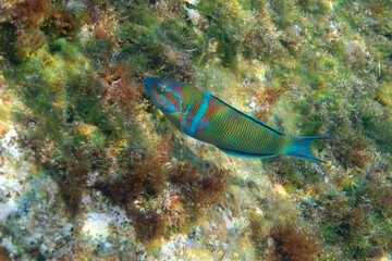 Male Ornate wrasse (Thalassoma pavo) - Palamos, Mediterranean Sea, Spain