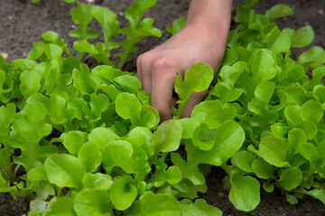 A woman's hand collects a young green salad in the garden. The concept of growing a home garden
