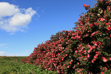 青空の下美しく咲いた赤いサザンカ