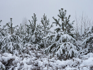 Christmas background with snowy fir trees