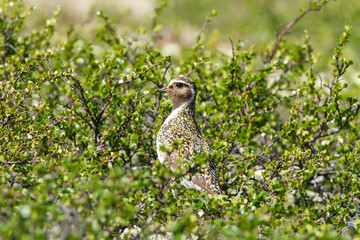 Naklejka na ściany i meble Pluvialis apricaria, golden, white and black bird on the tundra camouflaged on the vegetation