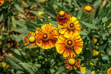 Common Sneezeweed (Helenium autumnale) in garden