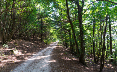 Obraz premium Vegetazione e alberi lungo il sentiero di montagna in estate