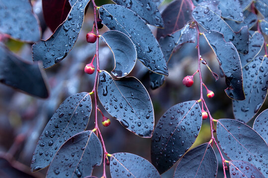 Sydney Australia, branch of a "black mountain" breynia with purple leaves in the rain