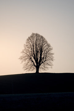 silhouette of a beautiful tilia tree on a hill in Emmental