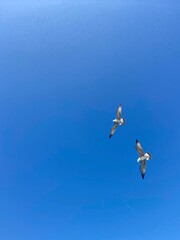 Two seagulls in the blue sky