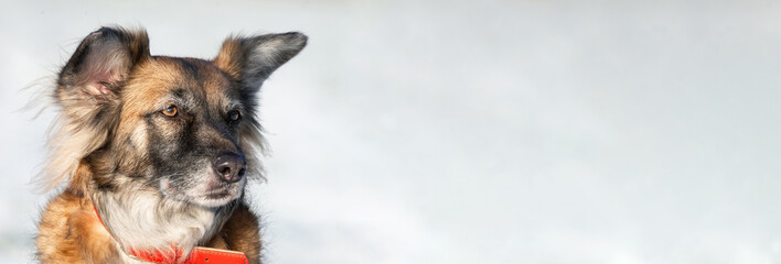 cute red with white dog mongrel on a winter background