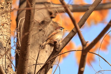 秋のスズメ