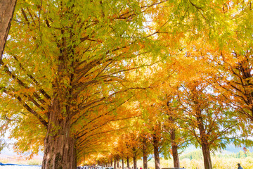 滋賀県　メタセコイア並木の紅葉