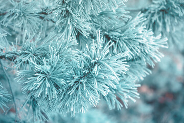 Pine branches covered with rime. Nature winter background. Winter nature. Snowy forest. Christmas background