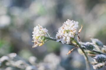 Macro photography of plants flowers covered with hoarfrost, sparkling frost closeup