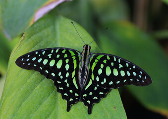 Graphium agamemnon Schmetterling auf grünem Blatt