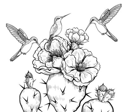 .Cute hummingbirds and blooming prickly pears. .Vector illustration in engraving style. Vintage image of exotic nature.