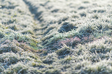 Frozen meadow sparkling in sunrise light, green grass covered with frost at winter morning