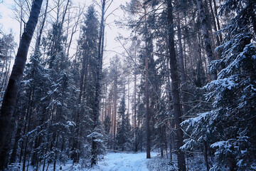 Fototapeta premium landscape winter forest gloomy, seasonal landscape snow in forest nature