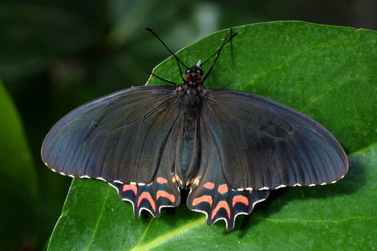 Rosa Gefleckter Parides (Parides photinus) Schmetterling, Tropen