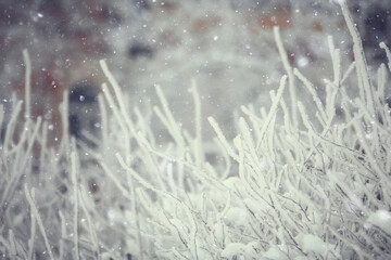 branches covered with hoarfrost background, abstract landscape snow winter nature frost