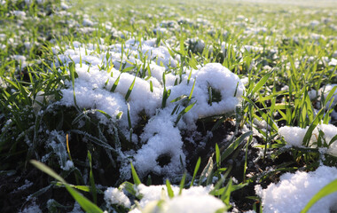 Green winter plants under the fallen snow, close - up-the concept of wintering agricultural crops