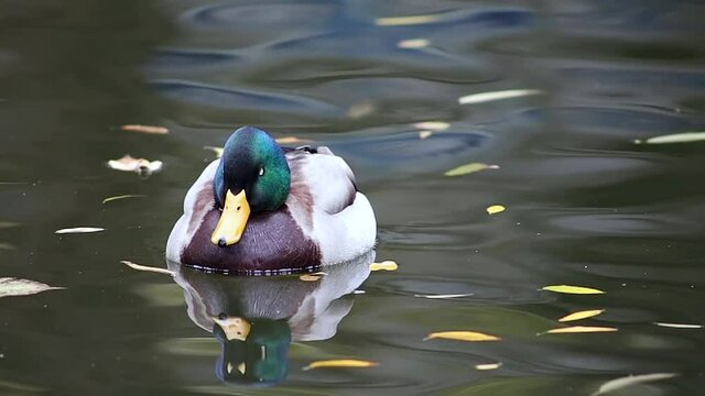 Drake of a duck Drake of a Bashkir duck on a pond
