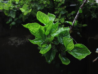Green Leaves of Heavycus Plant