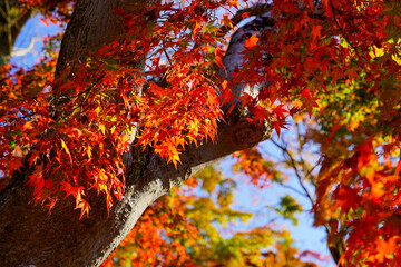 太い木の幹を覆う紅葉