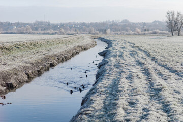 Fototapeta na wymiar group of ducks swimming in winter scenery, winter morning ladscape, sunrise in frozen meadow covered with frost