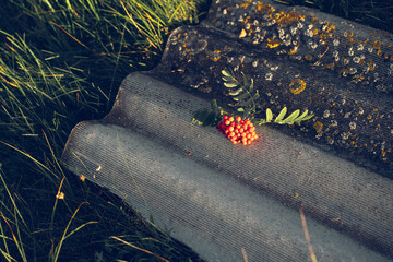 Red rowan berries on a relief slate roof on a sunny summer day