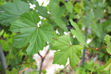 Grape leaves on nature background