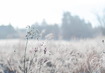 Frozen plants closeup at winter sunny morning, sparkling flowers covered with frost and hoarfrost, winter banner background