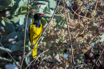 African Black headed Oriole hidding in flowering plant in Kruger National park, South Africa ; Specie Oriolus larvatus family of Oriolidae; oriole;