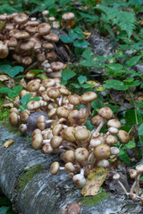 mushroom Kuehneromyces mutabilis, close up