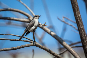 Ashy Flycatcher standing on a branch in Kruger National park, South Africa ; Specie Muscicapa caerulescens family of Musicapidae