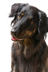 Hovawart dog portrait. Close-up shoot of a black Hovawart dog, isolated