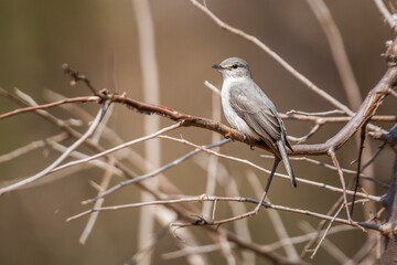 Ashy Flycatcher standing on a branch in Kruger National park, South Africa ; Specie Muscicapa caerulescens family of Musicapidae