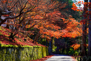 静かな参道を彩る紅葉