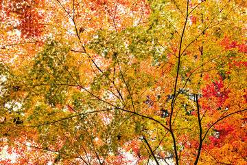 晩秋の神社の風景　12月