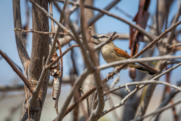 Black-crowned Tchagra hidding in the bush in Kruger National park, South Africa ; Specie Tchagra...